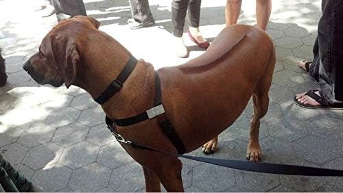 love harness for dogs