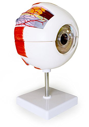 Vision Scientific VAE403-A Eye Model, 6 Parts, Enlarged 6X