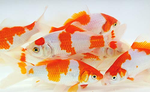 Toledo Goldfish Live Sarasa Comet Goldfish for Ponds, Aquariums or Tanks – USA Born and Raised – Live Arrival Guarantee (2 to 3 inches, 25 Fish)
