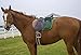 Derby Originals Trail Riding All Purpose and Dressage English Saddle Pads with Pockets