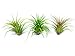6 Lowlight Air Plant Pack - Live Low-Light Plants | Indoor Tropical Tillandsia Houseplant Kit | Natural Low Light Decorations by Plants for Pets