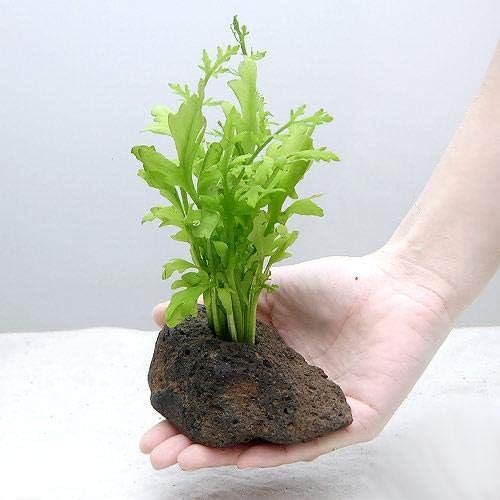 水草 ウォータースプライト 水上葉 穴あき溶岩石付 無農薬 １個 北海道航空便要保温 Charm チャーム 生体水草 通販 Amazon
