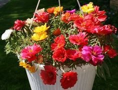 Creative Farmer Flower Seeds : Portulaca Hanging Basket Plants Seeds For Garden - Garden Flower Seeds Pack