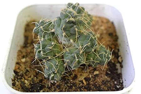 Seedsnpots Tephrocactus pulcherrimus Rare Cactus
