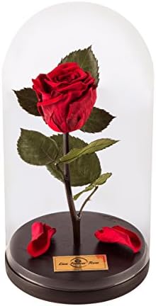 Forever Rose Real Beauty and The Beast, Home Decor, Preserved Rose, Infinity Rose, Unique Gift for Mothers Day, Anniversary and Birthday
