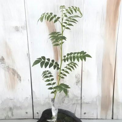 Amazon 朝倉さんしょう 山椒 サンショウ 接ぎ木 苗 10 5cmポット 観葉植物 オンライン通販