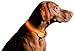 ILLUMISEEN LED Dog Collar USB Rechargeable - Bright & High Visibility Lighted Glow Collar for Pet Night Walking - Weatherproof, in 6 Colors & 6 Sizes (Orange Small)