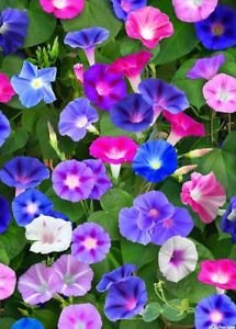 OL Seeds Morning Glory Flower Seeds