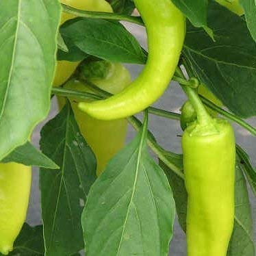 Seekay Dulce Pimiento Dulce Banana - 25 Semillas: Amazon.es: Jardín