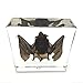 Amazingbug Real Bat Specimens Science Classroom Specimen for Science Education