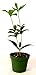 Sweet Olive Tea Tree, Osmanthus, Live Plant