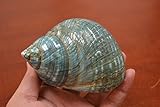 Polished Green Jade Turbo Hermit Crab Sea Shell 4