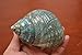 Polished Green Jade Turbo Hermit Crab Sea Shell 4