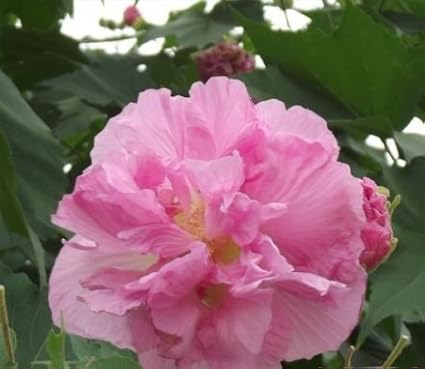 Amazon Com Double Pink Confederate Rose Hibiscus Mutabilis 40 Fresh Seeds Cotton Tree Garden Outdoor