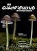 les champignons de la montagne jurassienne by 
