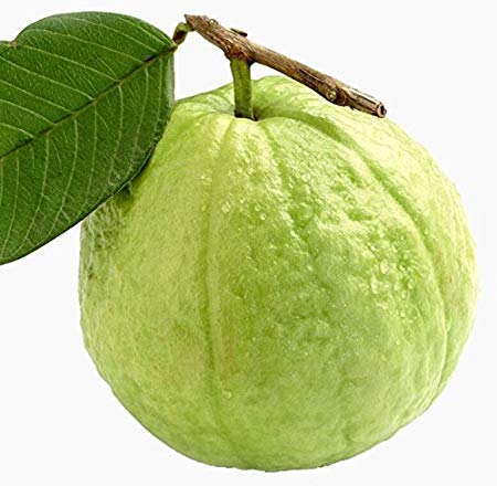Golden Hills Farm Guava/Amrood Natural Fruit Seeds - 100 seeds
