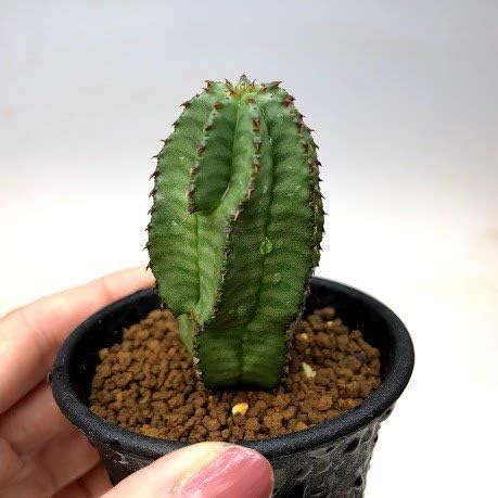 Amazon 多肉植物 ユーフォルビア アノプリア 観葉植物 オンライン通販