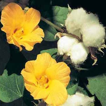 Outsidepride Cotton Levant - 100 Seeds