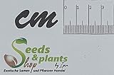 10x Blechnum Minus Fern Seeds - Garden Plants by Ipsa view 2