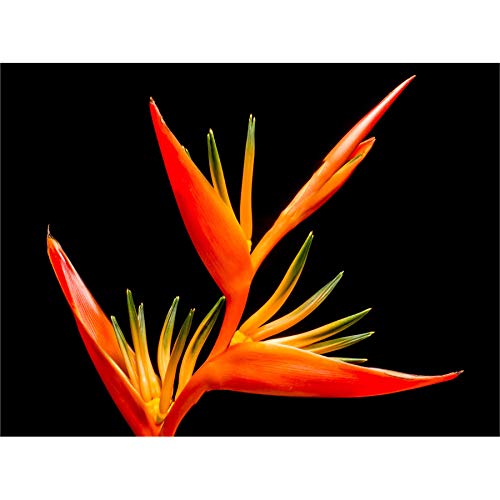Bird Of Paradise Flower Canvas Wall Art Print