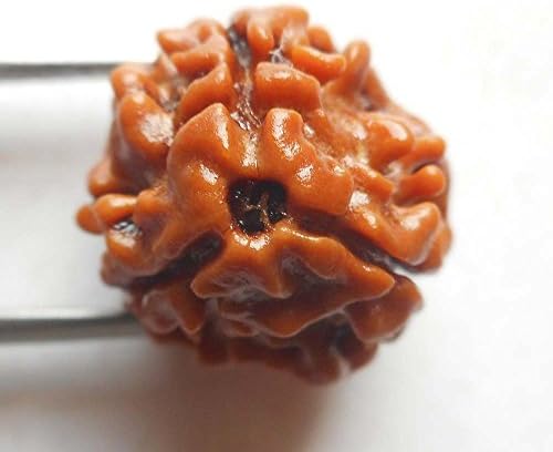 Himalaya Rudraksh Kendra Rudraksha 100% Original 3 Mukhi / Three Face Standard Brown