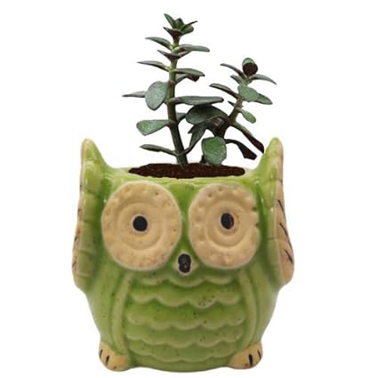 India Meets India Ceramic Owl Shape Planter (3.5 x 2.5 inch, White)