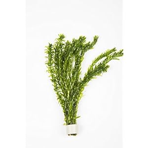 Biotope-Aquatics-Ltd-20-Stems-4-Bunch-of-5-x-Oxygenating-Weed-Live-Pond-Plant-ELODEA-DENSA-Also-Aquarium-Aquatic-Plants 20 Stems (4 Bunch of 5) x Oxygenating Weed Live Pond Plant ELODEA DENSA - Also Aquarium Aquatic Plants