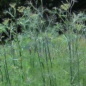 Herb Selection, Culinary Herbs, Fresh, Organic, Home Grown, Healthy (Fennel)