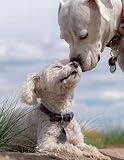 Notebook: dogs poodle white boxer puppy love pet animal cute puppy by Wild Pages Press