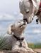 Notebook: dogs poodle white boxer puppy love pet animal cute puppy by Wild Pages Press