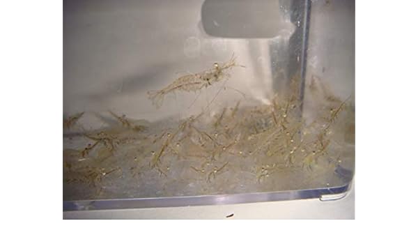 Amazon Com Aquaculture Nursery Farms Feeder Shrimp Live