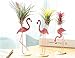 Selbst Air Plant Stand, Flamingo Airplant Container Tabletop Planter Air Plant Holder Metal Display Racks for Hanging Big Air Plants Tillandsiathumb 4