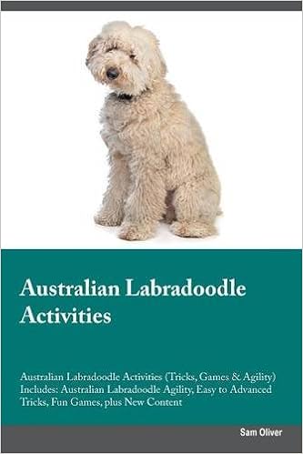 labradoodle agility