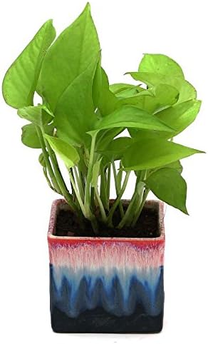 Exotic Green Indoor Air Purifying Live Golden Money Plant for Home Decor with Handglazed Rainbow Black Colour Ceramic Pot (Live Indoor Plant)