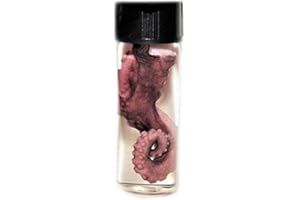 BicBugs Real Octopus Purple Tentacle Preserved in Vial Wet Specimen XL