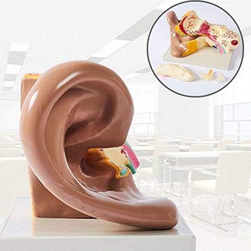 QIAN4 Magnification Human Giant Ear Model Detachable Medical Organ Structure Hearing System Educational Training Aid PVC Plastic Type, Multi-Colored, 11.4"X6.7"