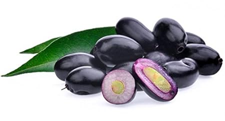 Creative Farmer Fruit Seeds Indian Blackberry - Jamun Fruit Seeds Seeds For Organic Farming Fruit Seeds Kitchen Garden Pack