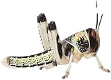 livefoods4u Live Locusts Large x 100 Reptile Live Food 20-35mm view 2