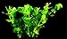 Bacopa Caroliniana Live Aquarium Plants Stems Bundle Freshwater Tropical Flowering Plant Decorations by Mainam