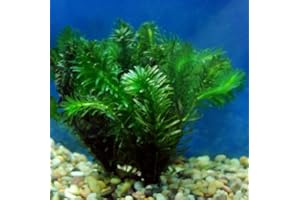 Marcus Fish Tanks Anacharis | Elodea Densa Live Aqurium Plants Buy 2 Get 1