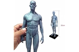 BoNew-Oral 30CM Human Anatomical Anatomy Skull Head Body Muscle Bone Resin Model