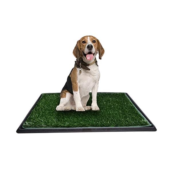 dog pee tray grass