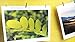 Juvale Mini Wooden Clothespins for Crafts (1 x 0.25 in, 300-Pack)