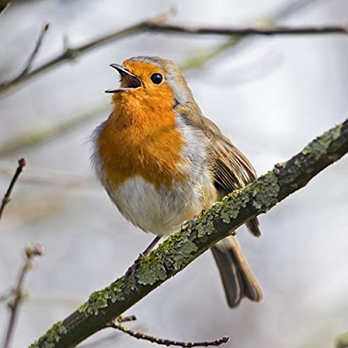 Robin In Spring Sound Card