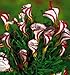 Loss Promotion! Oxalis versicolor flowers seeds 100pcs World's Rare Flowers For home Garden planting Flowers Semillas primary
