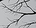 Vinyl Wall Art Mural Decal Tree Top Branches 67