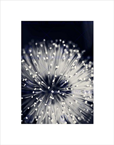 NATURE PLANT FLOWER BLACK WHITE BEAUTIFUL BLACK FRAMED ART PRINT B12X4095