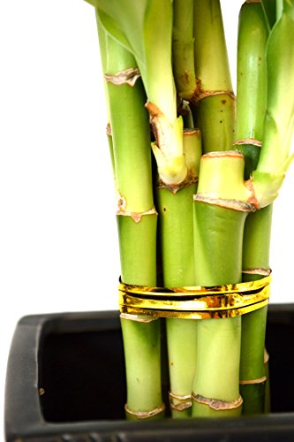 9GreenBox - Lucky Bamboo - Spiral Style with Diamond Ceramic Vase