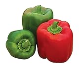 Burpee 'Sweet Candy Apple' Hybrid | Bell Pepper