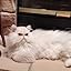 Amazon.com : ROYAL CANIN FELINE HEALTH NUTRITION Indoor Adult dry cat